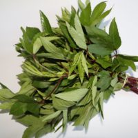 Gongura - Rosell (1 bunch)