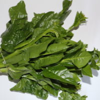 Malabar Spinach (1 bunch)